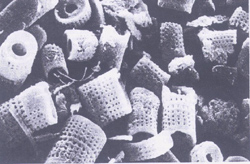 Diatomaceous Earths under the microscope